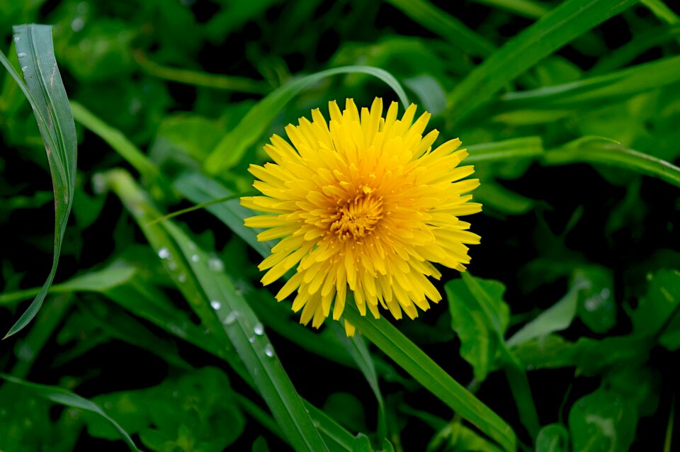 Nature grass plant