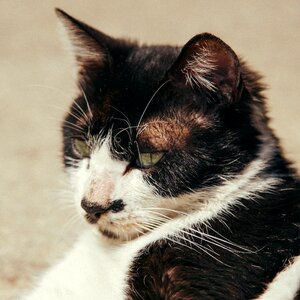 Cat pets animal