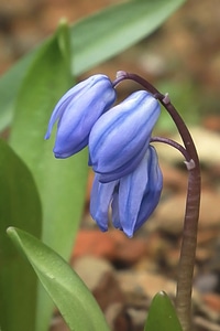 Flower spring blue star