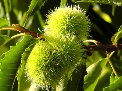 Edible chestnuts green