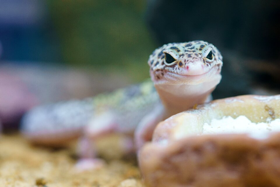 Terrarium lizard macro
