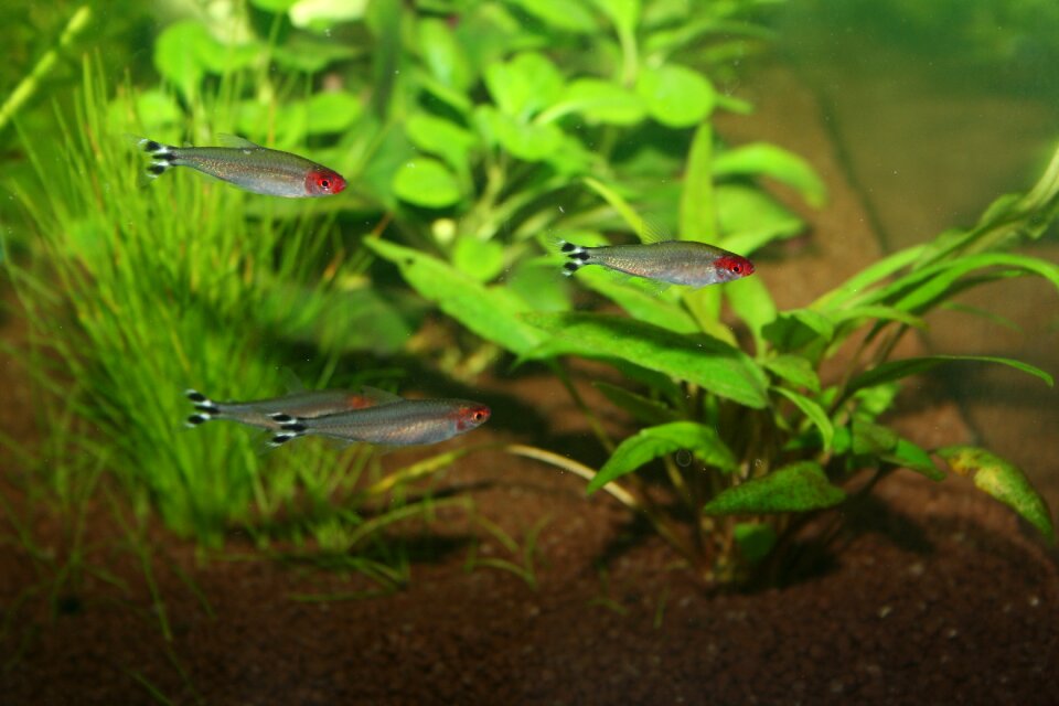 Roodneuszalm fish aquarium