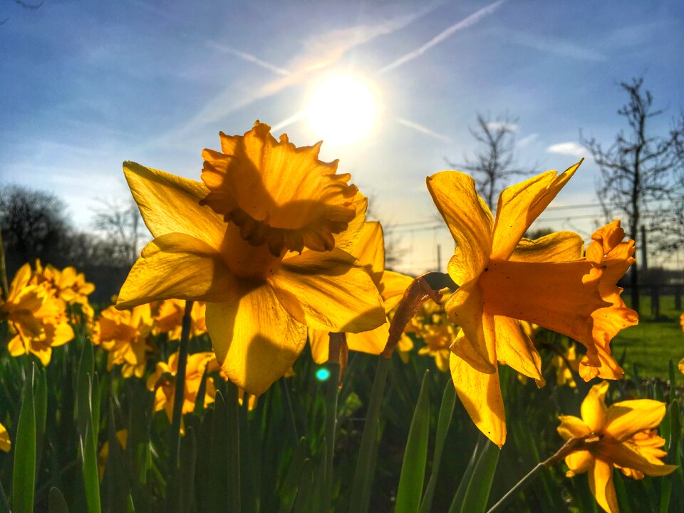 Spring plant bright