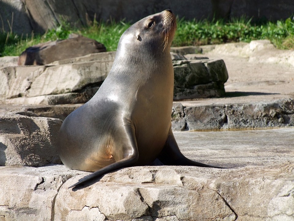 Otariidae family of eared seal mammal predator