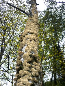 Mushrooms wood mushrooms tree fungi