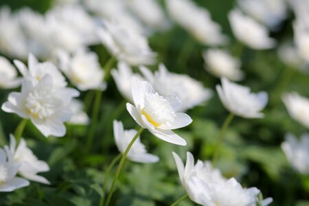 Spring flowers spring flower floral photo