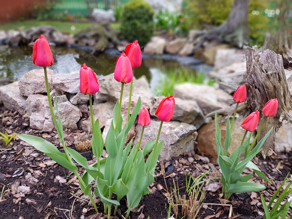Flowers spring tulips