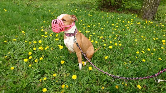 Amstaff dog Free photos