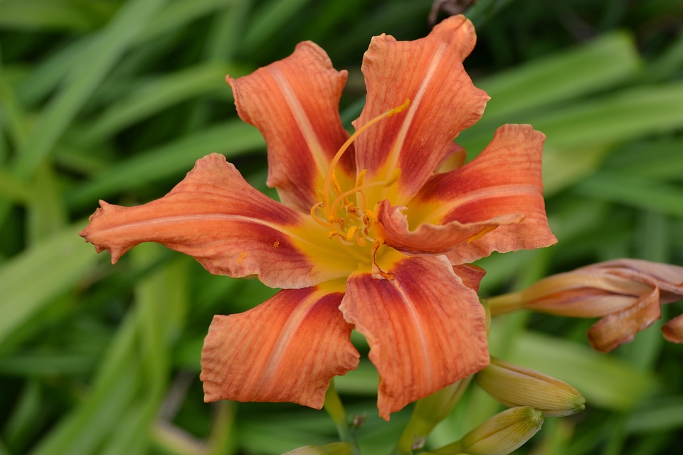 Close-up tiger day lily garden