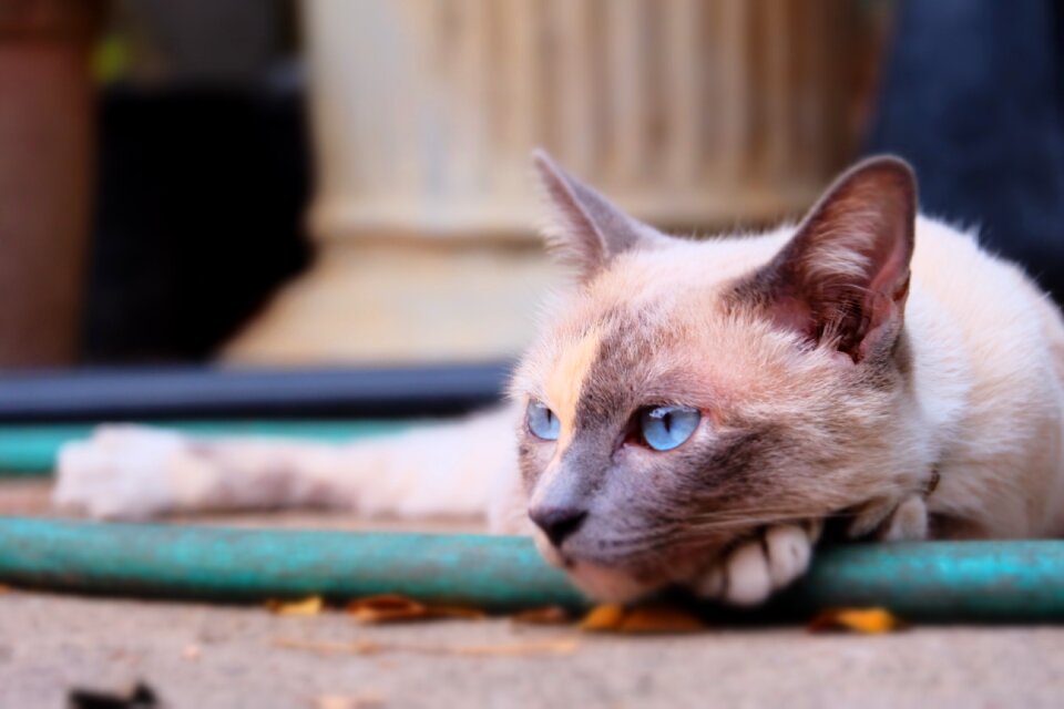 Without the wait the owner come back brother lemon the cat female
