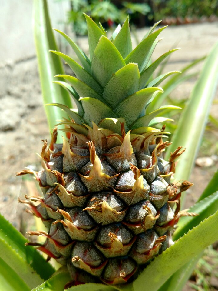 Pineapple tropical fruit vegetable
