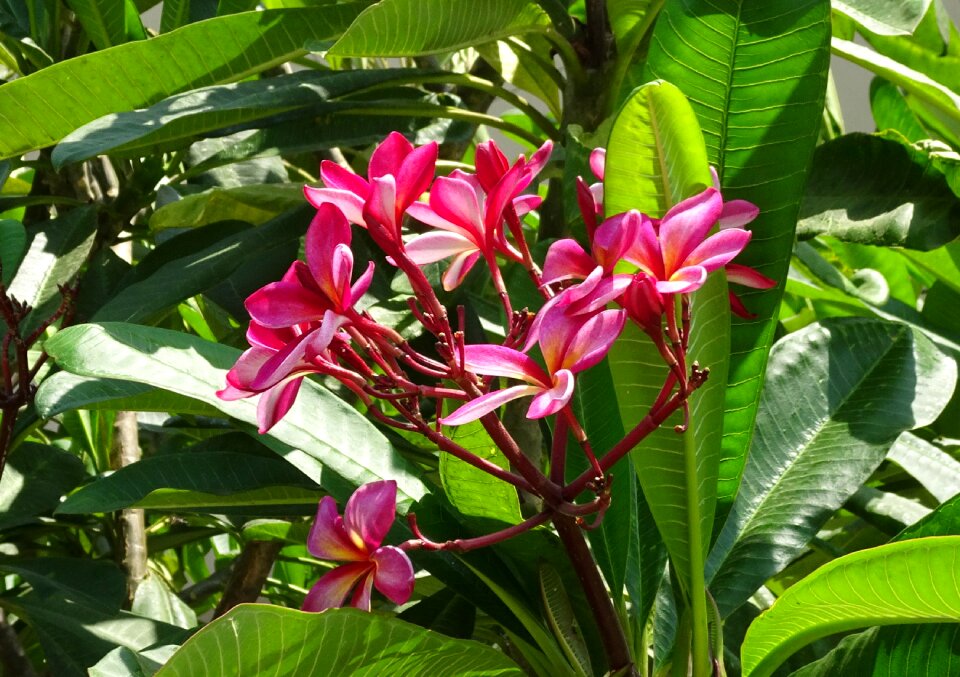 Lal gulachin kathgolap plumeria rubra