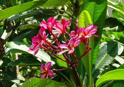 Lal gulachin kathgolap plumeria rubra photo