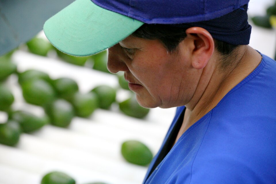 Avocados work production