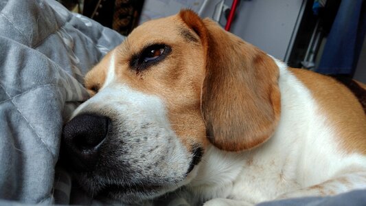Animal dog beagle photo