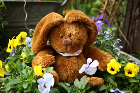 Teddy bear flowers spring photo