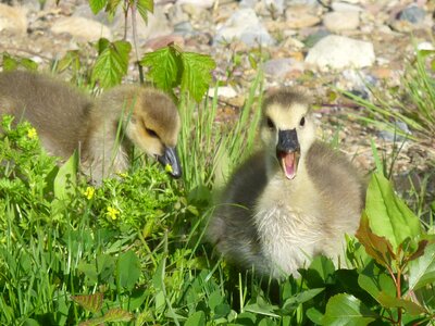 Chicks wild goose canada goose