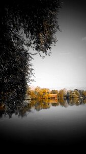 Trees water bank