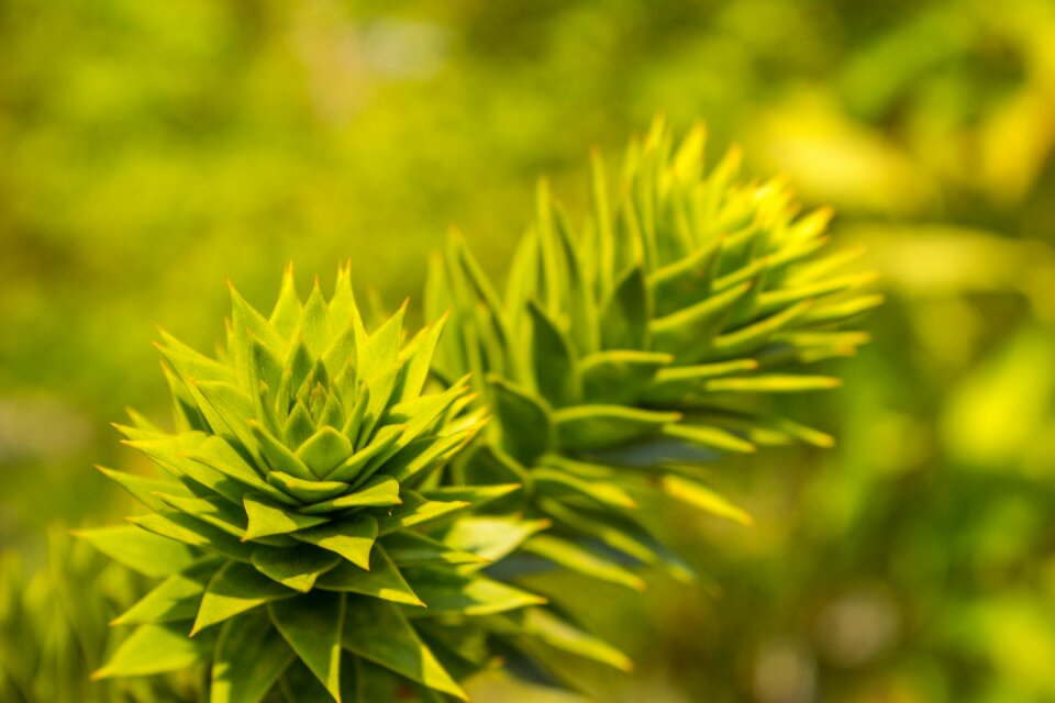 Nature leaf small plant