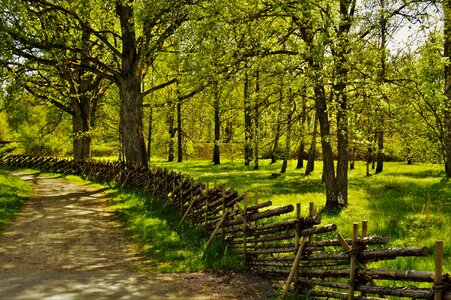 Nature outdoor forest