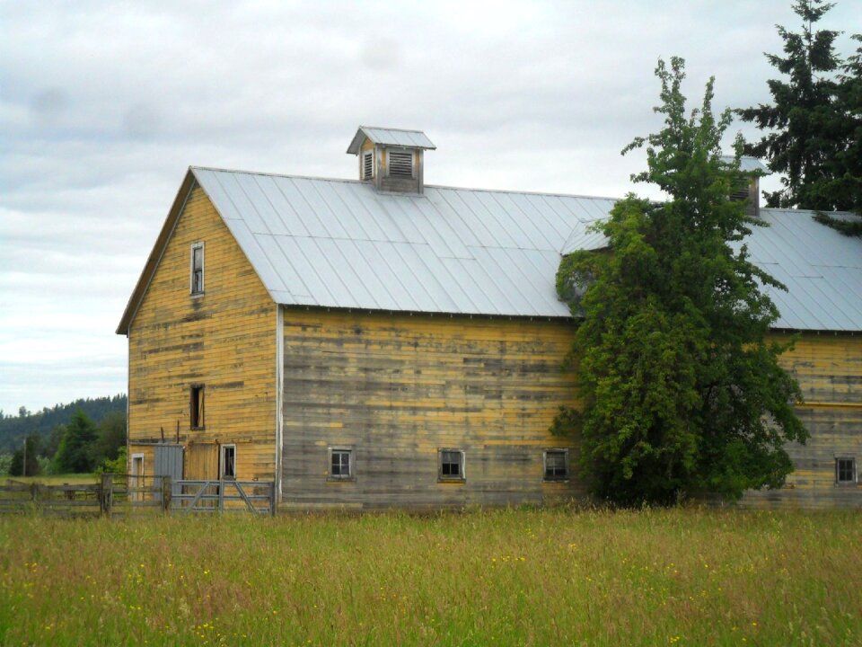 Aged color yellow