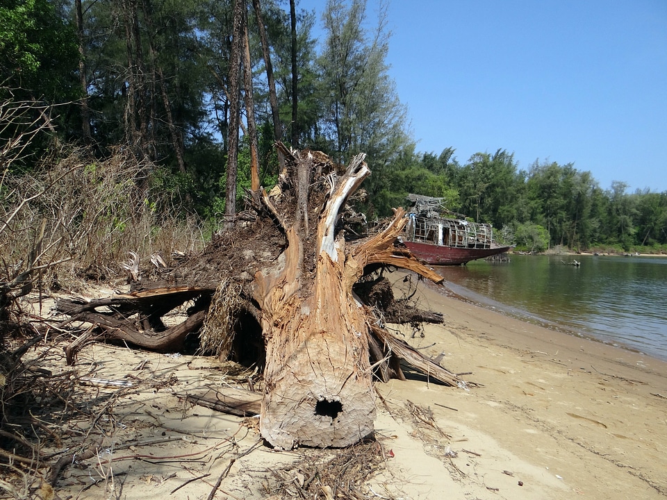 River kali forest