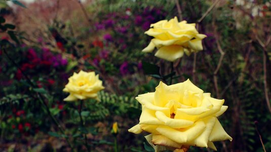 Yellow flowers nature spring