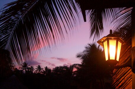 Palm trees evening sky evening photo