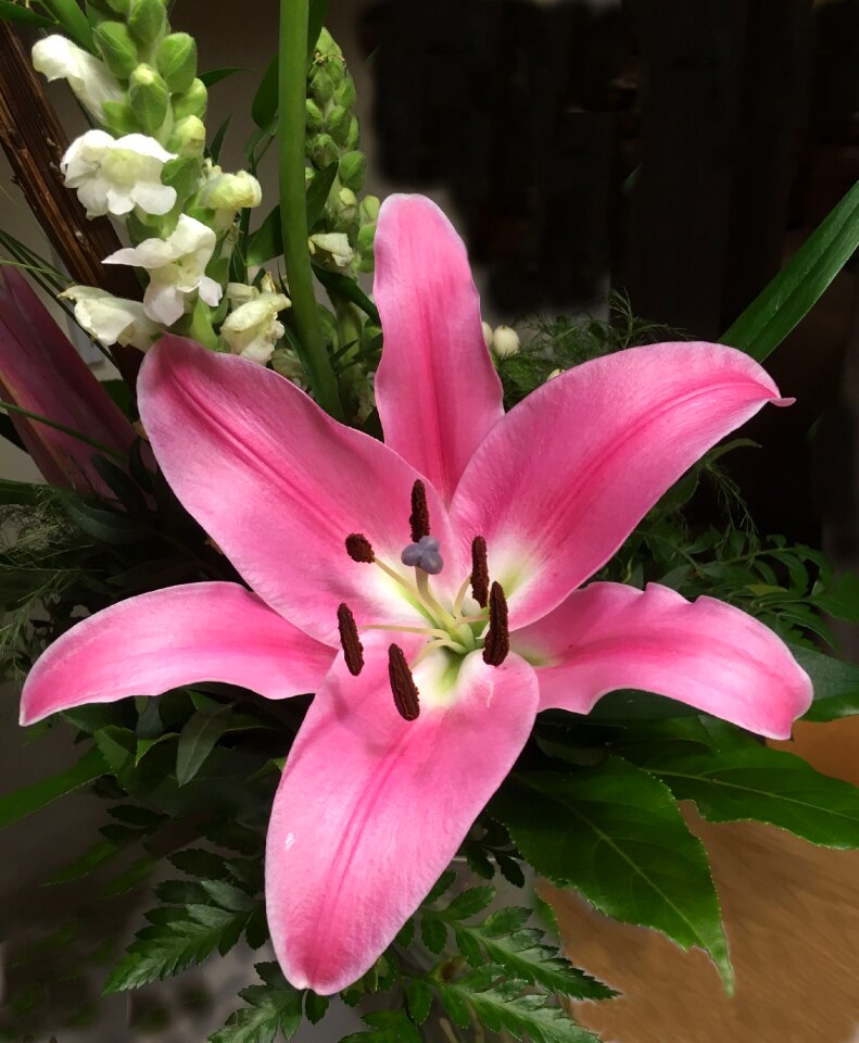 Bloom nature schnittblume