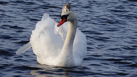 Swan banter see lake wilhelmshaven photo