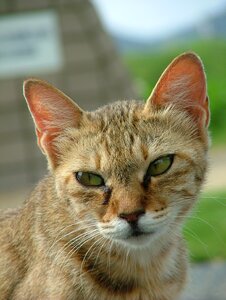 Japan animal