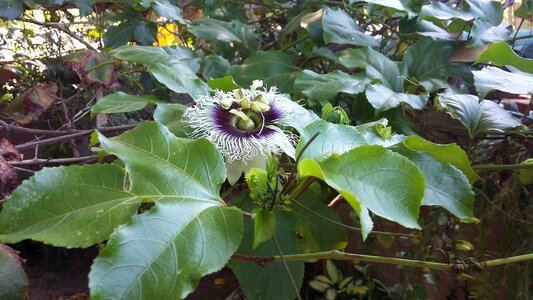 Plants passiflora flowers