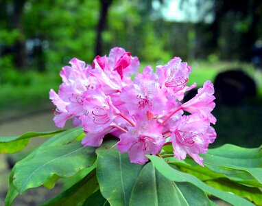 Bloom pink garden photo