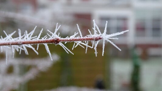 Branch bush winter