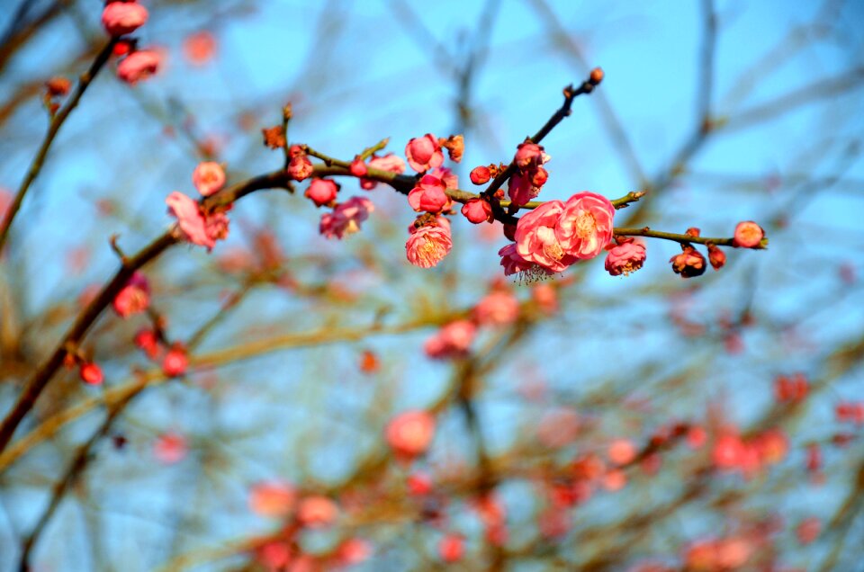 Plum blossom the scenery spring