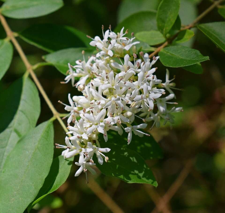 Shrub plant nature