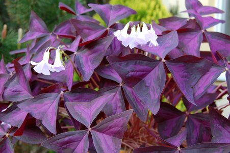 Clover plant purple photo