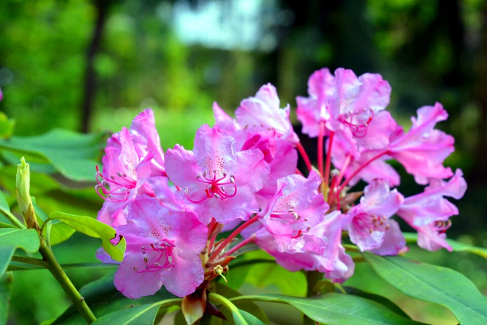 Bloom pink garden photo