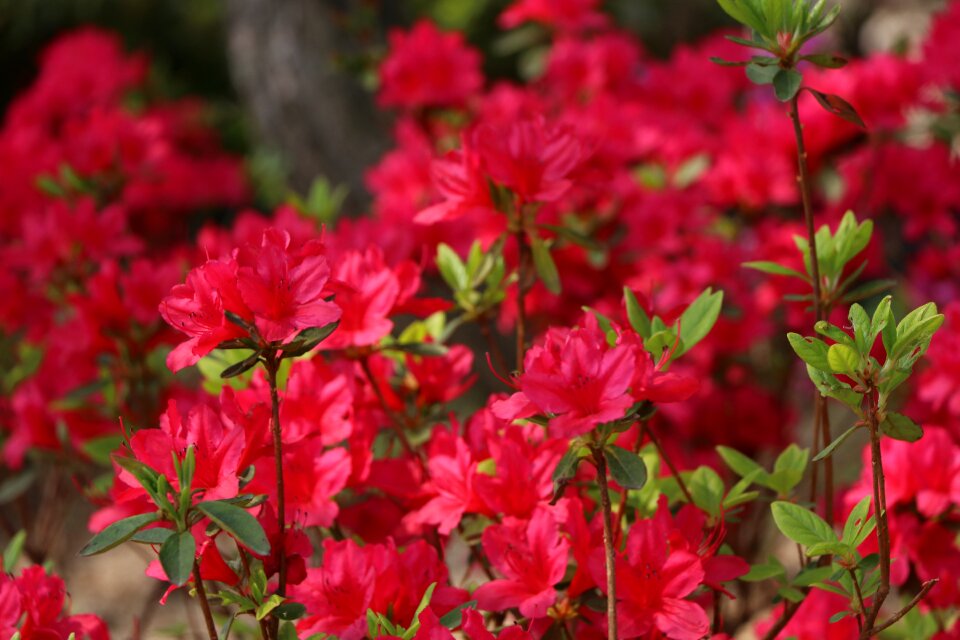 Azalea herb island spring