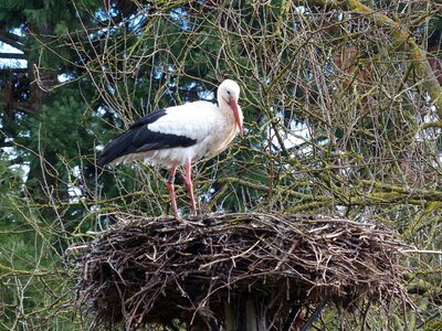 Storchennest rattle stork bill photo