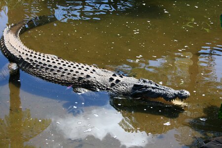 Australia kuranda crocodile