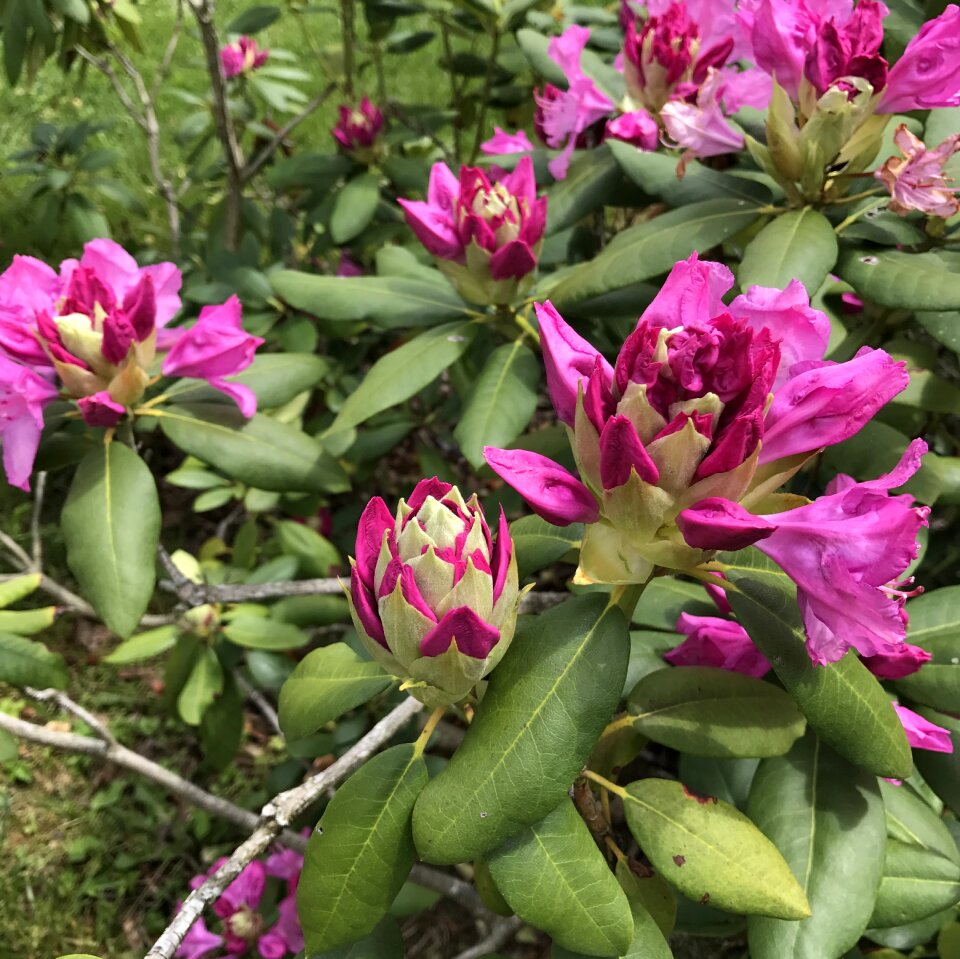 Season blossom blossoming