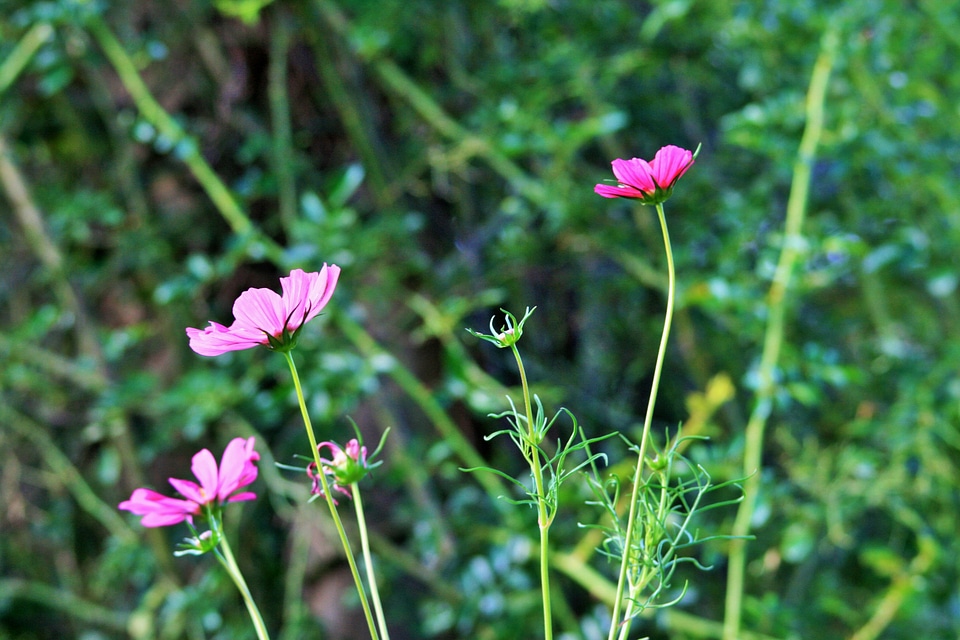 Pink garden green
