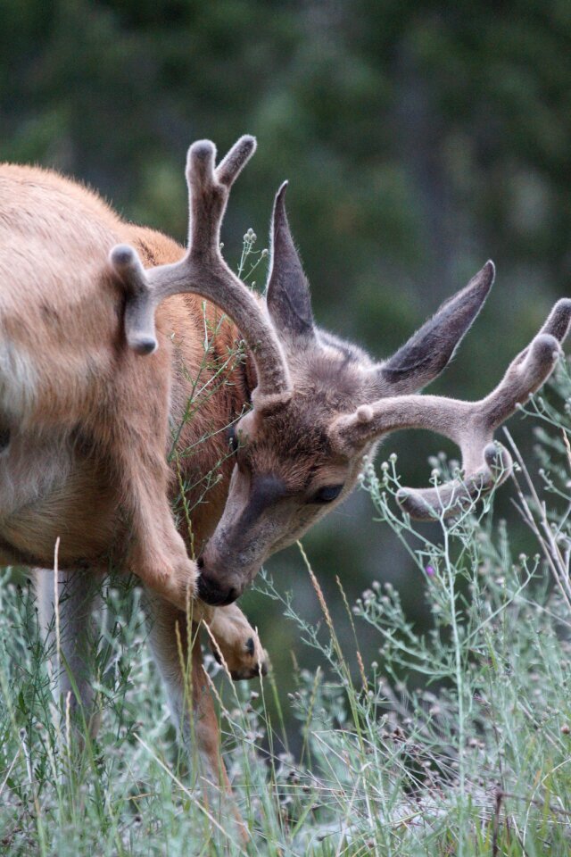 Outdoors male stag