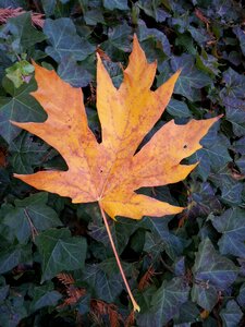 Foliage maple leaf photo