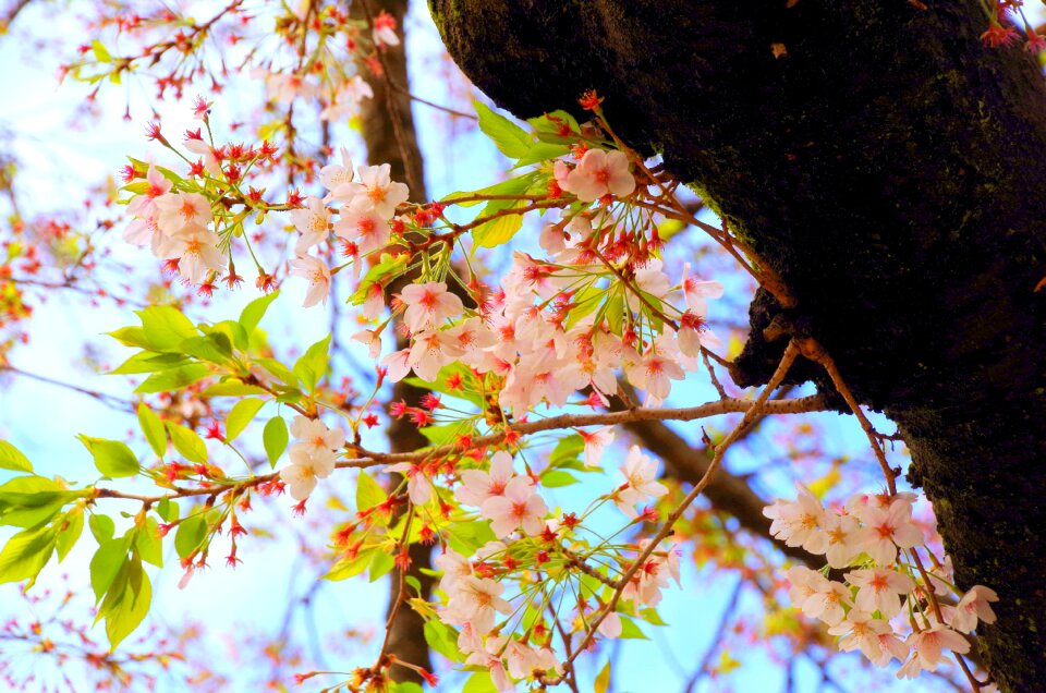 Sakura japan natural photo