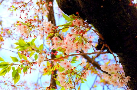 Sakura japan natural
