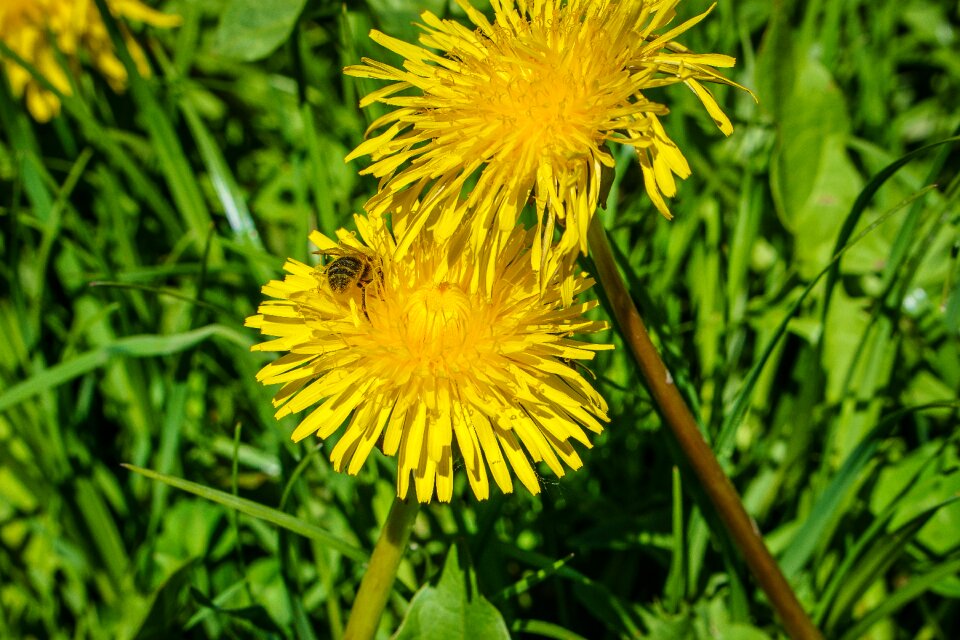 Bloom garden close up