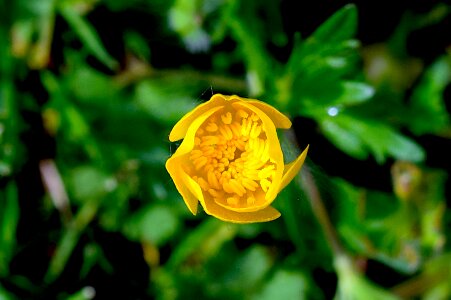 Yellow spring floral photo