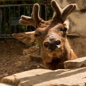 Animals momentum head